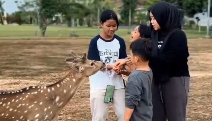 Bupati Banyuasin Terkesan Sedih 8 Ekor Rusa Ekowisata Hilang, Tersisa 13 Rusa Tak Terawat