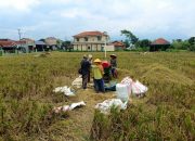 BEM Universitas Peradaban Brebes Setuju Program Penyerapan Gabah Petani oleh Bulog