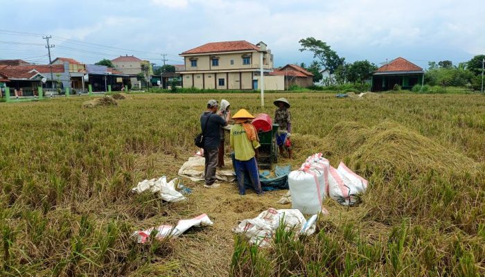 BEM Universitas Peradaban Brebes Setuju Program Penyerapan Gabah Petani oleh Bulog