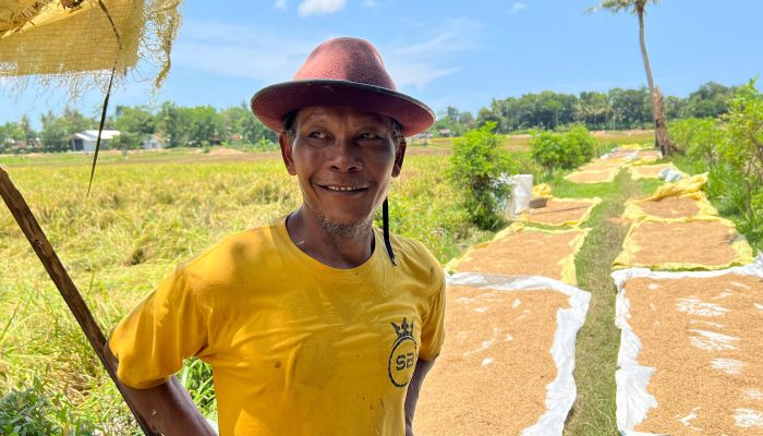 Petani di Jatiluhur Sumringah, Hasil Panen Melimpah Meski Sempat Diserang Wereng