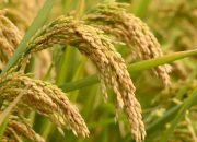 Harga Gabah Rp6.500, Petani Purbalingga Sumringah