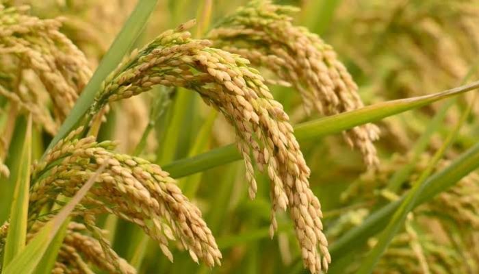 Harga Gabah Rp6.500, Petani Purbalingga Sumringah