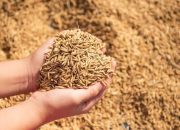 Serap Gabah Petani, Upaya Pemerintah Stabilkan Harga Padi