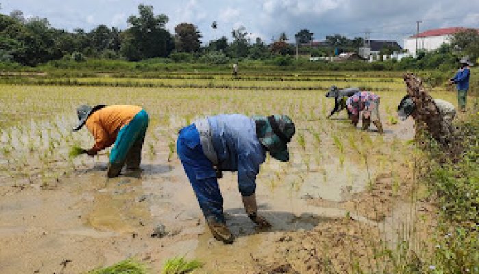 Distan PALI Akui Produksi Gabah Masih Rendah, Ini Yang Dibutuhkan Petani Selain Irigasi
