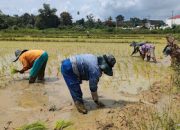 Distan PALI Akui Produksi Gabah Masih Rendah, Ini Yang Dibutuhkan Petani Selain Irigasi