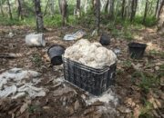 Getah di Halaman Rumah Raib Dicuri, Empat Petani Sinar Dewa Gigit Jari