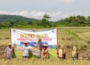 Dukung Ketahanan Pangan Nasional, Kades Kebon Gunung Loano Gelar Panen Raya Padi