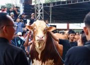 Jelang Idul Adha, Disapangtan Surakarta Soroti Kesehatan Hewan Ternak