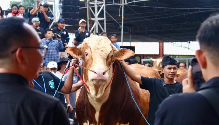 Jelang Idul Adha, Disapangtan Surakarta Soroti Kesehatan Hewan Ternak