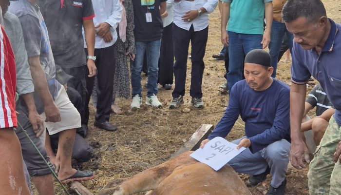 Walikota Prabumulih Saksikan Pemotongan Hewan Kurban di RSUD: Wujud Kepedulian dan Kebersamaan