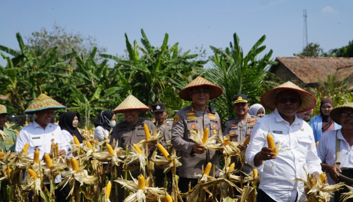 Polres Prabumulih Panen Raya Jagung Serentak Kuartal II, Dukung Program Swasembada Ketahanan Pangan Nasional