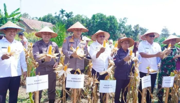 Walikota Prabumulih H. Arlan Hadiri Panen Raya Jagung Serentak Kuartal II di Kelurahan Tanjung Raman