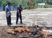 Pemerintah Desa Sungai Baung Musnahkan Anjing Liar, Dinas Pertanian: Eliminasi Sesuai Permintaan Masyarakat
