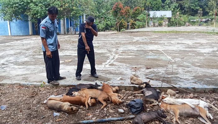 Pemerintah Desa Sungai Baung Musnahkan Anjing Liar, Dinas Pertanian: Eliminasi Sesuai Permintaan Masyarakat