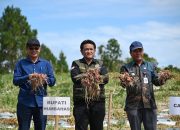 Bupati Humbahas Panen Bawang Merah Bersama Poktan Tobing Binaan BI