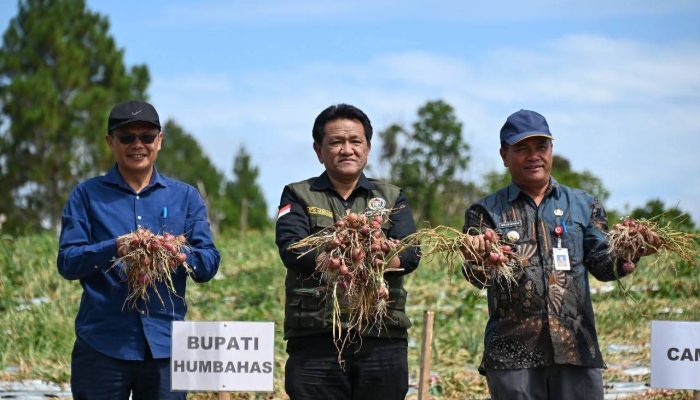 Bupati Humbahas Panen Bawang Merah Bersama Poktan Tobing Binaan BI
