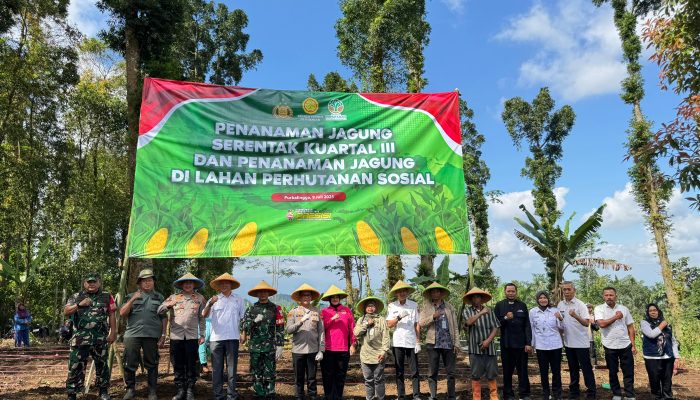 Polres Purbalingga Tanam Jagung Serentak Kuartal III di Lahan Perhutanan Sosial Seluas 10 Hektare