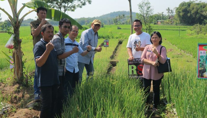Gebrak Ketergantungan Impor Bawang Bombay, Yayasan Migunani Boyolali Uji Tanam Varietas Unggul dengan Kolaborasi Lintas Pihak