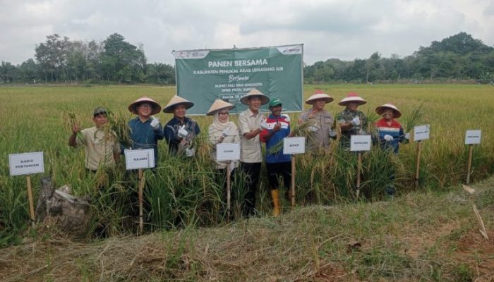 Bupati PALI Asgianto Bersama PT Pertamina Field Pendopo Melaksanakan Panen Raya Padi Binaan Pertamina