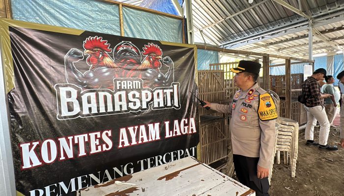 Jejak Sabung Ayam Kedungjati: Dari Laporan Warga hingga Pengakuan Praktik Judi Lain
