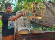 Burung Puyuh Kluruk, Mulai Banyak Peminatnya