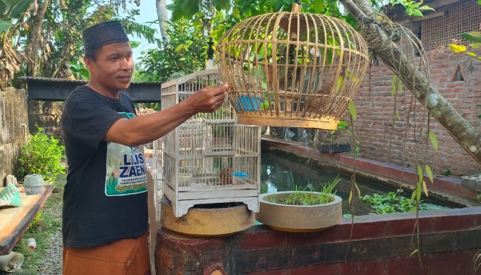 Burung Puyuh Kluruk, Mulai Banyak Peminatnya