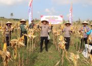 Polres Purworejo Gelar Panen Raya dan Penanaman Jagung di Desa Jrakah