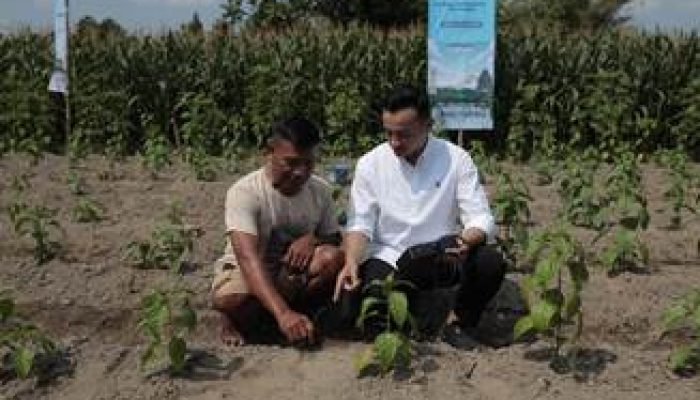 Kans.id dan Today Tech Lakukan Pendampingan Pertanian Presisi Jagung di Sekitar Jalan Tol Solo – Jogja