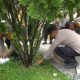 Aksi Damai Berjalan Kondusif, Anggota Polres Prabumulih Giat Kurve Pembersihan di Gedung DPRD