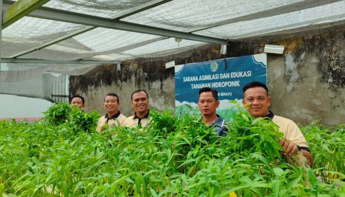 Produktif, Lapas Sekayu Panen Sayur Kangkung dari Budidaya Hidroponik