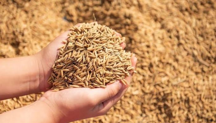 Pertanian Indonesia Dinilai Mengalami Kemunduran, BEM Unperba Soroti Kondisi Petani Purbalingga