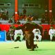 Surakarta Open Competition I 2025, Pesta Atlet Pencak Silat di Kota Bengawan