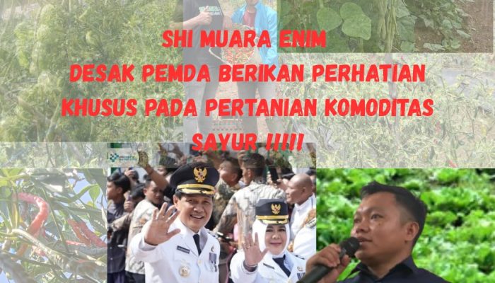 Petani Semende Keluhkan Sulitnya Pemasaran Sayur, SHI dan Petani Milenial Desak Pemkab Muara Enim Bangun Gudang Penampungan