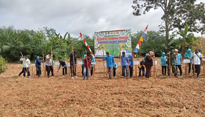 Dukung Ketahanan Pangan Pemerintah Desa Simpang Tais Gelar Tanam Jagung Hibrida