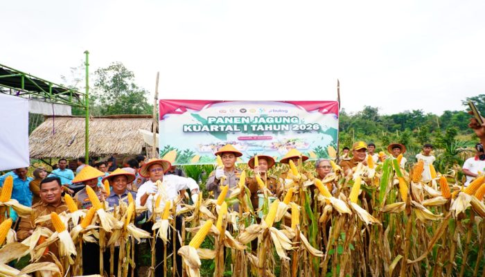 Polres Prabumulih Bersama Pemkot Gelar Panen Jagung Hibrida Kuartal I Tahun 2026