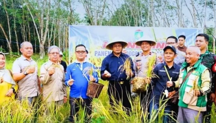 Walikota Prabumulih Panen Padi Gogo Program Ketahanan Pangan di Unit 9 Desa Karya Mulya