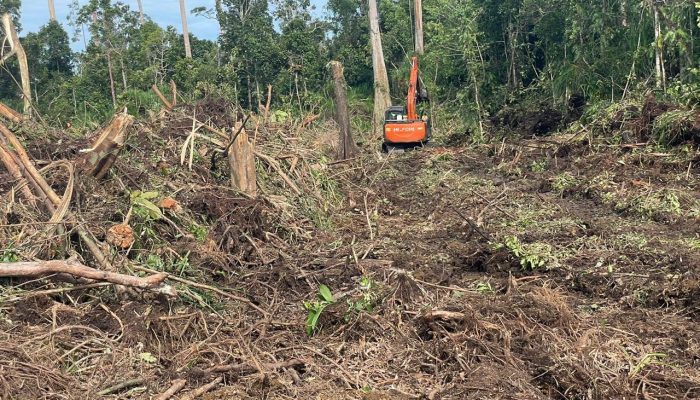 HMI Desak Polres Nagan Raya Tangkap Aktor Perambahan Kawasan Lindung Gambut Rawa Tripa