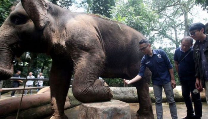 Pemkot Bandung Gandeng Vantara India Evaluasi Kesehatan dan Kesejahteraan Satwa di Bandung Zoo