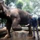 Pemkot Bandung Gandeng Vantara India Evaluasi Kesehatan dan Kesejahteraan Satwa di Bandung Zoo