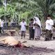 MOMENTUM IDUL ADHA 1447 H, WAKIL KETUA II DPRK NAGAN RAYA BERKURBAN BERSAMA MASYARAKAT