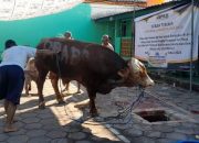 Takmir Masjid Agung Demak Kerahkan 80 Relawan, Percepat Distribusi Daging Kurban Bantuan Presiden