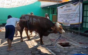 Takmir Masjid Agung Demak Kerahkan 80 Relawan, Percepat Distribusi Daging Kurban Bantuan Presiden