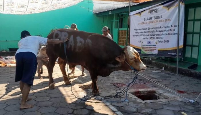 Takmir Masjid Agung Demak Kerahkan 80 Relawan, Percepat Distribusi Daging Kurban Bantuan Presiden