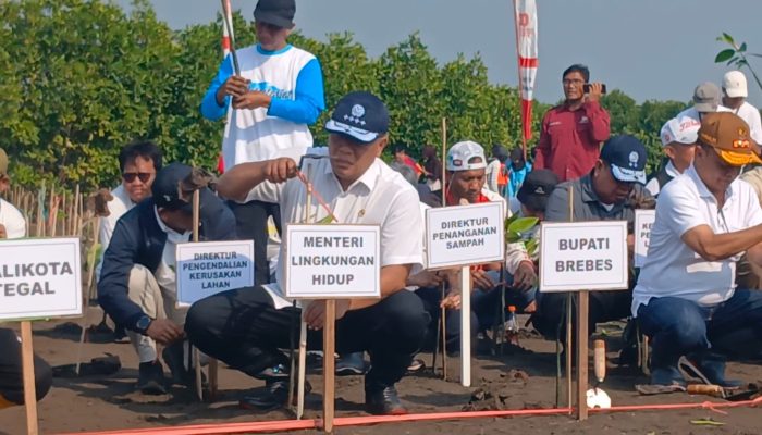Menteri LH Sebut 770 Ribu Ha Hutan Mangrove Rusak, Perlu Segera Dipulihkan
