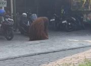 Menejemen Solo Safari Meminta Maaf Kepada Publik, Imbas Lepasnya Seekor Orang Utan