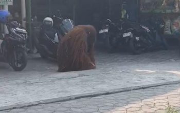 Menejemen Solo Safari Meminta Maaf Kepada Publik, Imbas Lepasnya Seekor Orang Utan