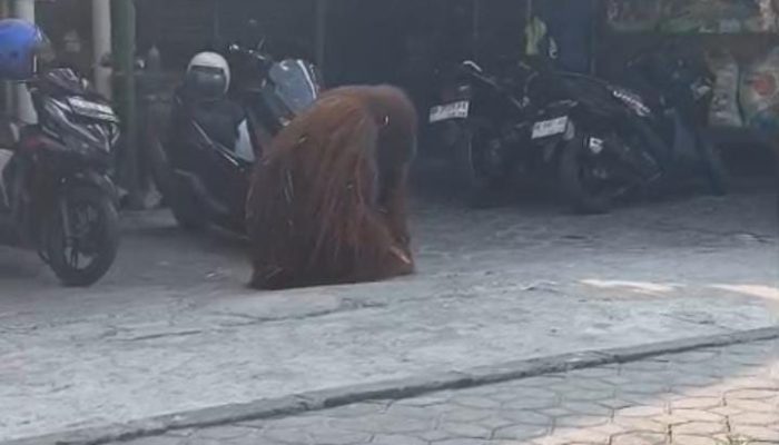Menejemen Solo Safari Meminta Maaf Kepada Publik, Imbas Lepasnya Seekor Orang Utan