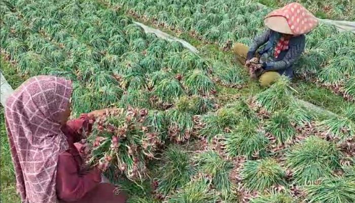 Pasca Festival, Harga Bawang Merah di Brebes Naik Rp4 ribu