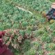 Pasca Festival, Harga Bawang Merah di Brebes Naik Rp4 ribu