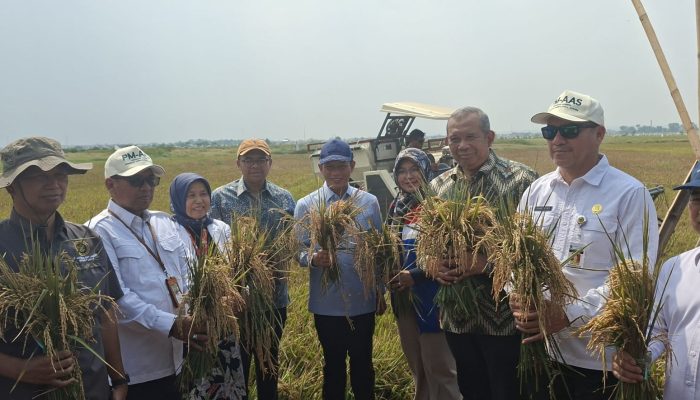 Enam Tahun Terbengkalai, Lahan Rob Batang Kembali Produktif dengan Padi Biosalin